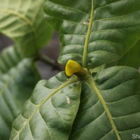 Gardenia fosbergii Tirveng.